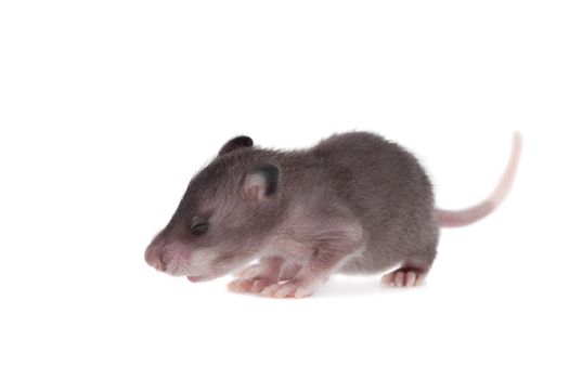 Gambian pouched rat cub, Cricetomys gambianus, isolated on white background