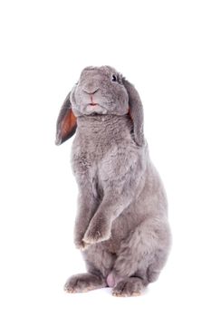 Grey lop-eared rabbit rex breed isolated on white