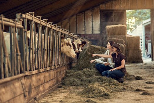 Quality control is everything. two female farmers taking care of their cattle in the barn