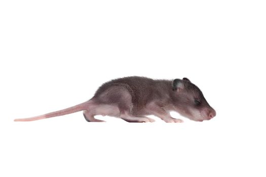 Gambian pouched rat cub, Cricetomys gambianus, isolated on white background