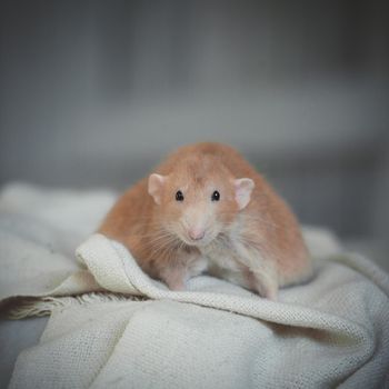 Overweight red rat at home on a table