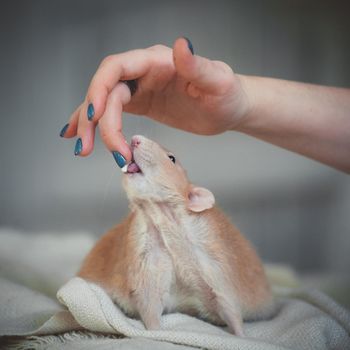 Overweight red rat at home on a table