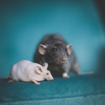 White hairless laboratory mice and fluffy grey rat on blue background