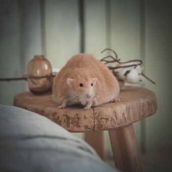 Overweight red rat at home on a table