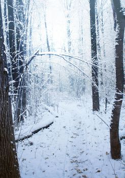 Road through frozen forest with snow, Atmospheric winter Landscape