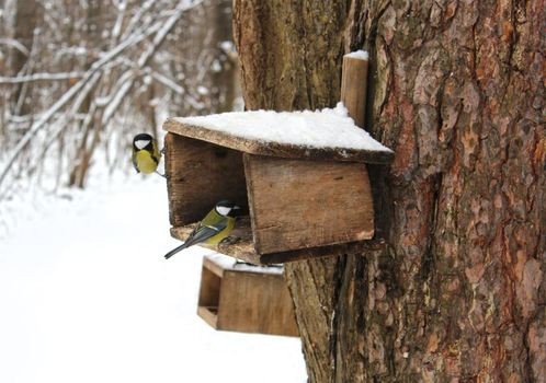 Titmouse at the wooden feeder in a winter park