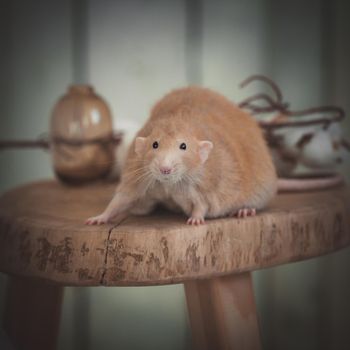 Overweight red rat at home on a table