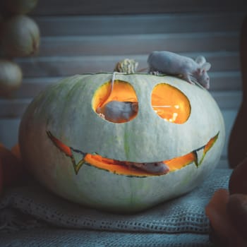 Hairless albino mice, Mus musculus, with Haloween pumpkin