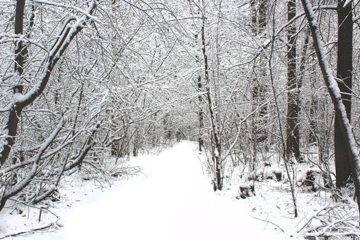 Winter forest covered snow, Beautiful Landscape of cold season