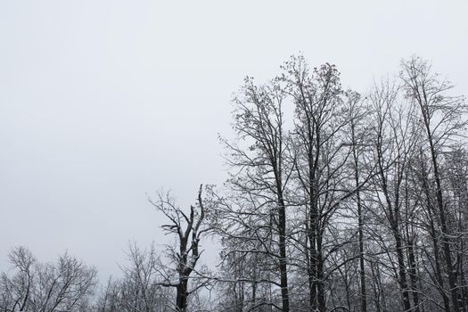 Gray winter landscape showing a winter mood