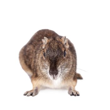 The rock cavy or moco, kerodon rupestris, isolated on white background