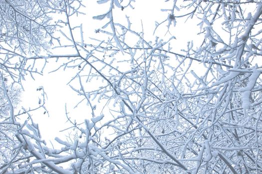Scenic Landscape with snowy branches on white background