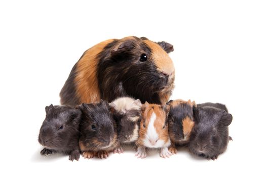 Mother Guinea Pig and her six babies against white background