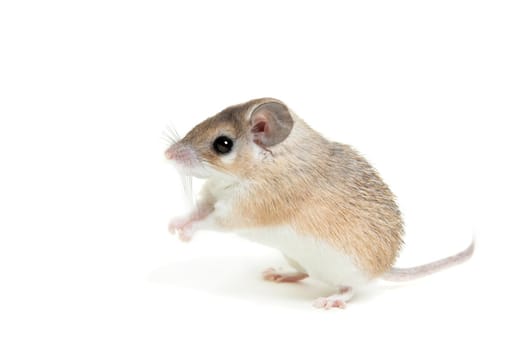 Eastern or arabian spiny mouse, Acomys dimidiatus, isolated on the white