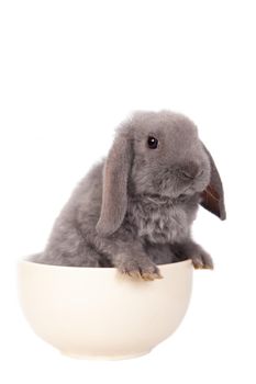 Grey lop-eared rabbit rex breed isolated on white