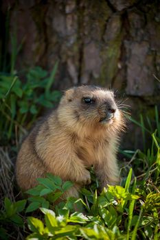 The bobak marmot cub on grass, Marmota bobak, or steppe marmot