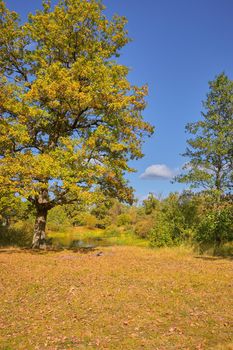 View of green big trees in oak forest on a sunny summer day, nature concept background.