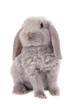 Grey lop-eared rabbit rex breed isolated on white