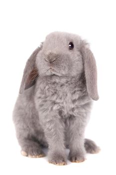 Grey lop-eared rabbit rex breed isolated on white