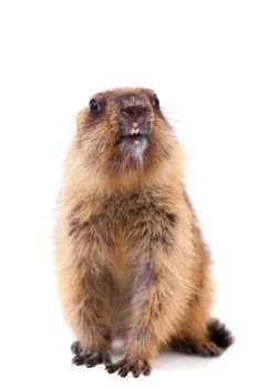 The bobak marmot cub isolated on white, Marmota bobak, or steppe marmot