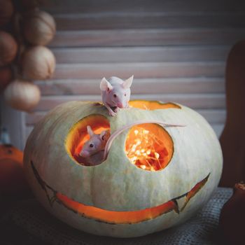 Hairless albino mice, Mus musculus, with Haloween pumpkin