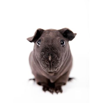Hairless Guinea Pig, isolated on the white background