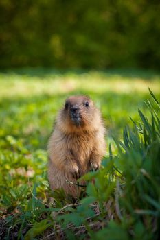 The bobak marmot cub on grass, Marmota bobak, or steppe marmot