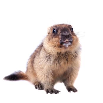 The bobak marmot cub isolated on white, Marmota bobak, or steppe marmot