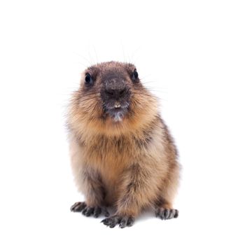 The bobak marmot cub isolated on white, Marmota bobak, or steppe marmot