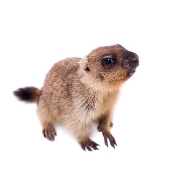 The bobak marmot cub isolated on white, Marmota bobak, or steppe marmot