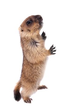 The bobak marmot cub isolated on white, Marmota bobak, or steppe marmot