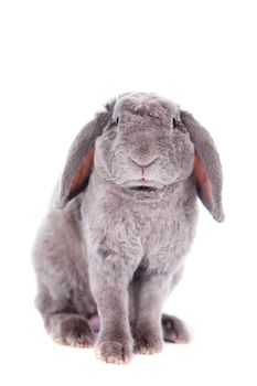 Grey lop-eared rabbit rex breed isolated on white