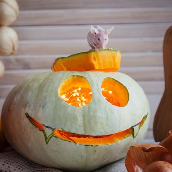 Hairless albino mice, Mus musculus, with Haloween pumpkin