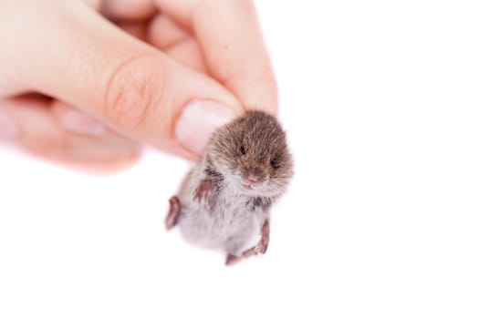 Common Vole, Microtus arvalis, 3 weeks old, isolated on white