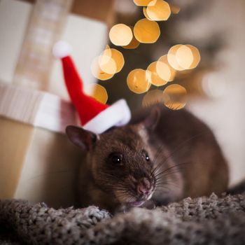 Giant african pouched rat in decorated room with Christmass tree. New Years celebration.