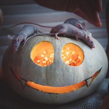 Hairless albino mice, Mus musculus, with Haloween pumpkin