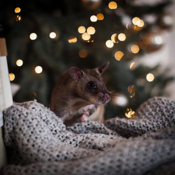 Giant african pouched rat in decorated room with Christmass tree. New Years celebration.