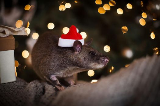 Giant african pouched rat in decorated room with Christmass tree. New Years celebration.