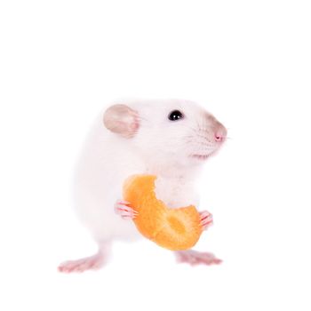 White laboratory rat eating carrot isolated on white background