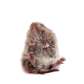 Common Vole, Microtus arvalis, 3 weeks old, isolated on white