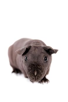 Hairless Guinea Pig, isolated on the white background