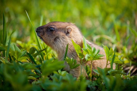 The bobak marmot cub on grass, Marmota bobak, or steppe marmot