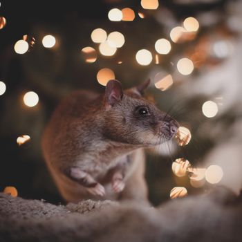 Giant african pouched rat in decorated room with Christmass tree. New Years celebration.