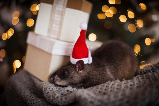 Giant african pouched rat in decorated room with Christmass tree. New Years celebration.