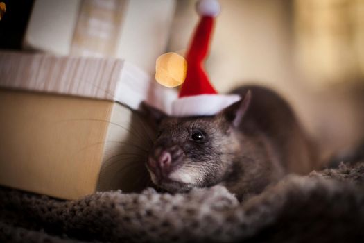 Giant african pouched rat in decorated room with Christmass tree. New Years celebration.