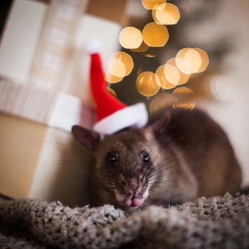 Giant african pouched rat in decorated room with Christmass tree. New Years celebration.