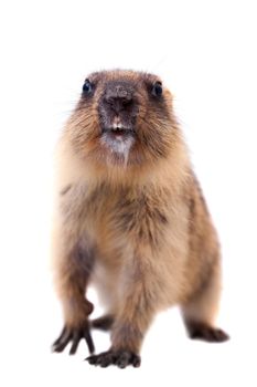 The bobak marmot cub isolated on white, Marmota bobak, or steppe marmot