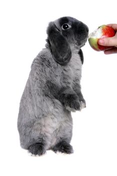 Lop-eared grey rabbit isolated on white background