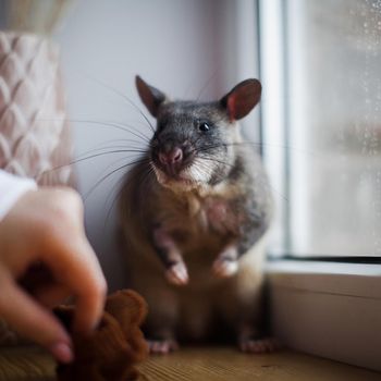 Giant african pouched rat or crycetomys gambianus in front of window