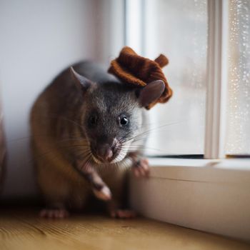 Giant african pouched rat in funny hat or crycetomys gambianus in front of window